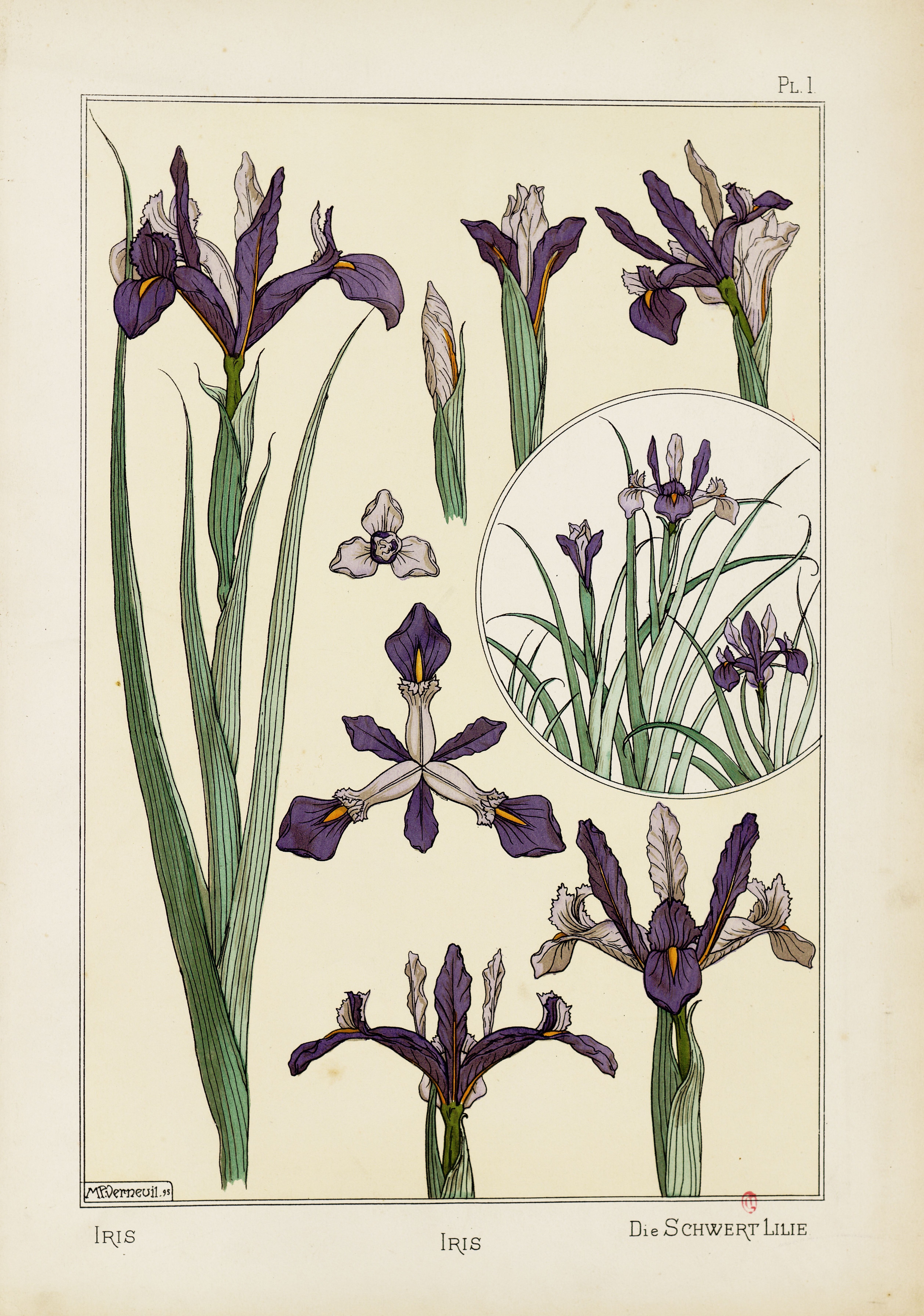 アール・ヌーヴォーの植物装飾デッサン——アイリス(1896年、M.P.ヴェルヌイユ画、グラッセ「植物と装飾への応用」より)——ベルノー作品と同時代の参考図版