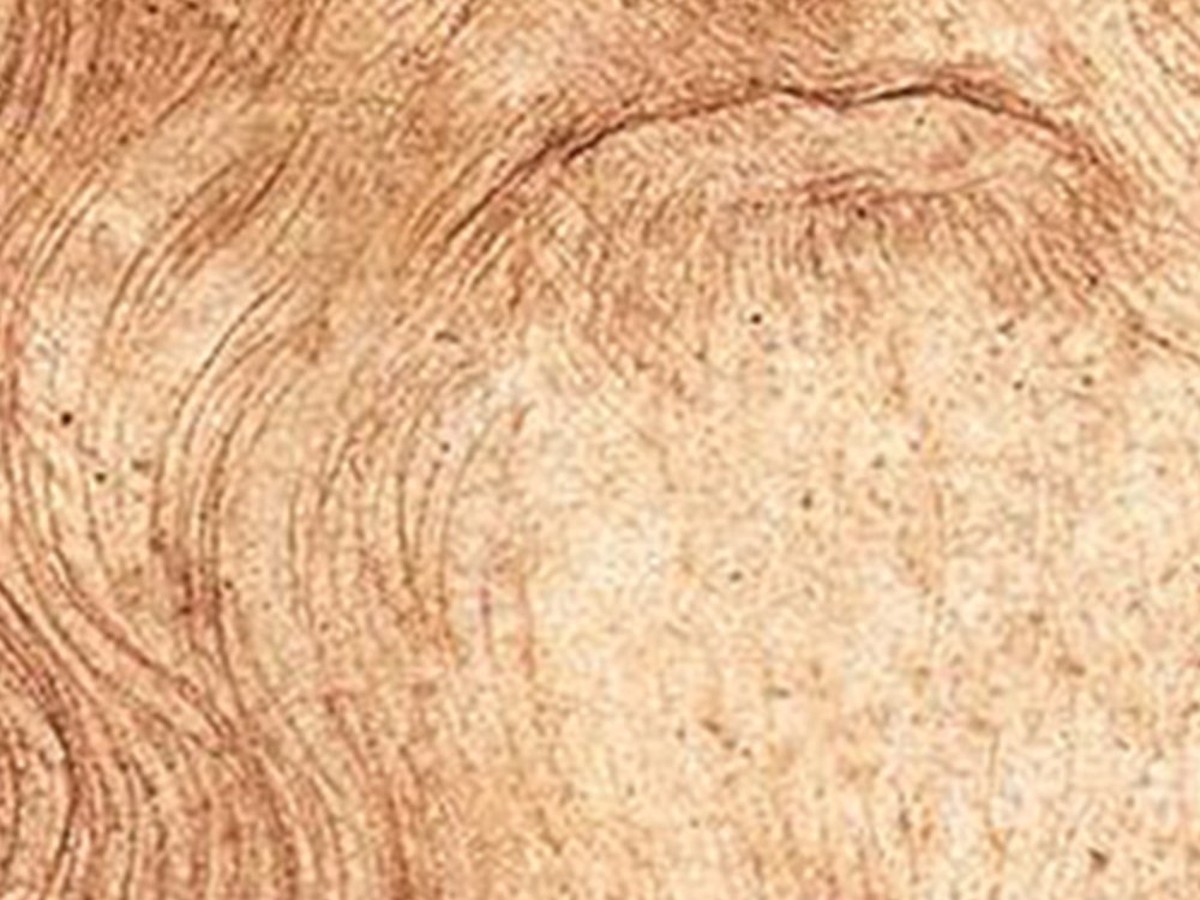 レオナルド・ダ・ヴィンチ「自画像」(1510〜15年頃)口元と髭のディテール